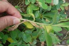 Crepidiastrum lanceolatum