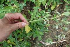 Crepidiastrum lanceolatum