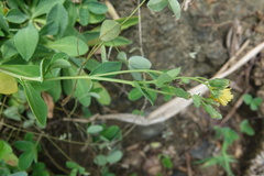 Crepidiastrum lanceolatum
