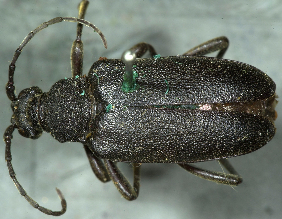 Dorcasina grossa