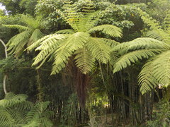 Cyathea bicrenata