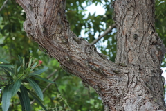 Cryptotympana facialis