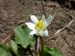 Caltha chionophila