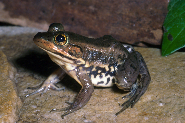 Carpenter Frog (Frogs And Toads Of Virginia) · INaturalist