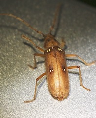 Eburia quadrigeminata