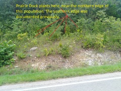 Silphium terebinthinaceum