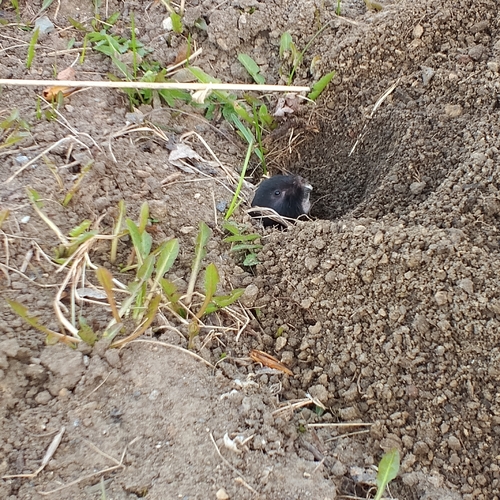 Northern Mole Vole