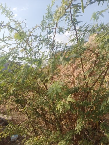 mesquite