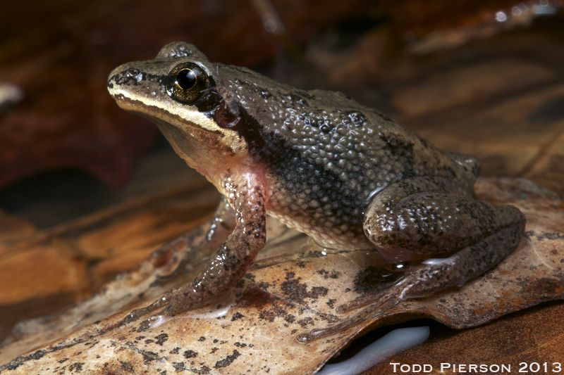 Upland Chorus Frog (Frogs and Toads of Virginia) · iNaturalist