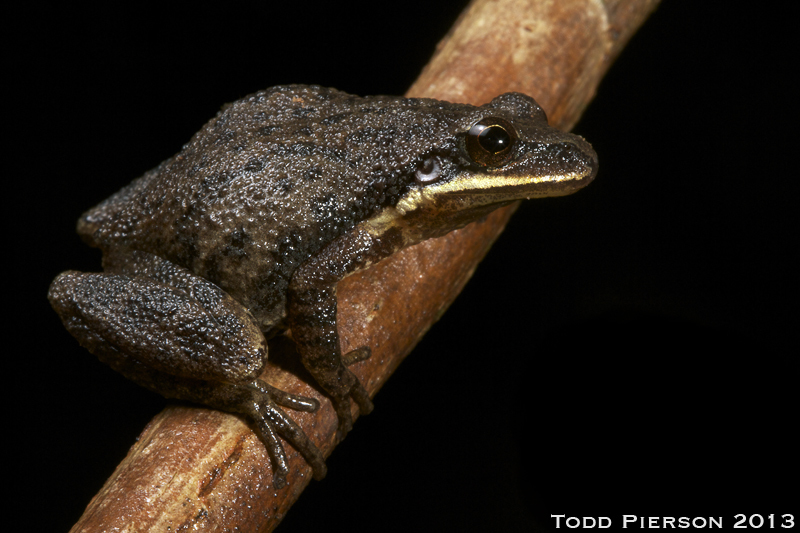 Upland Chorus Frog (Frogs And Toads Of Virginia) · INaturalist