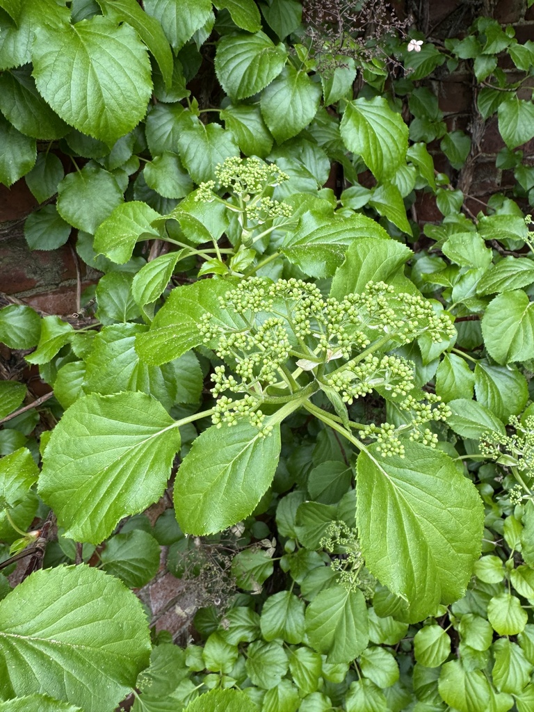 Cẩm tú cầu leo – Hydrangea petiolaris