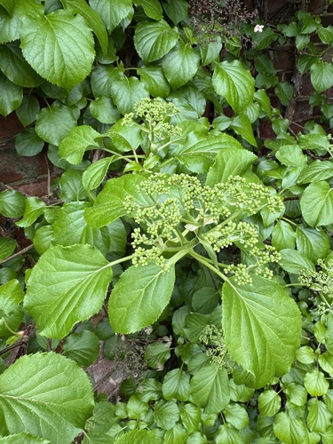 Hydrangea petiolaris