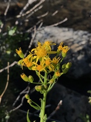 Senecio triangularis