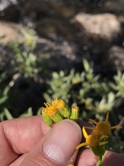 Senecio triangularis
