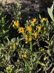 Senecio triangularis