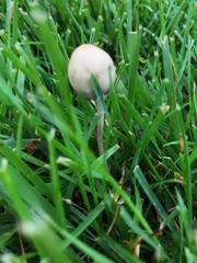 Galeropsidaceae