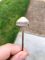 Galeropsidaceae