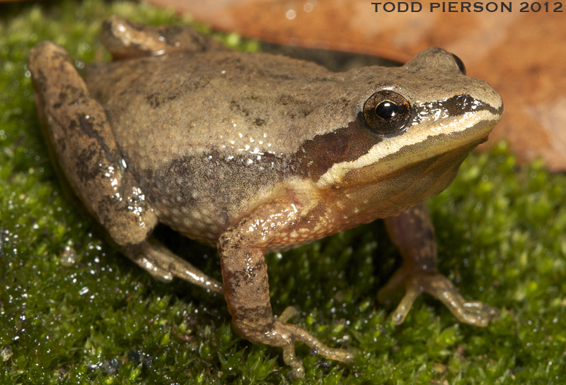 Upland Chorus Frog (Frogs and Toads of Prince William Forest Park