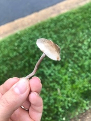Galeropsidaceae