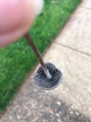 Galeropsidaceae