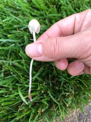 Galeropsidaceae