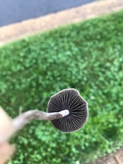 Galeropsidaceae