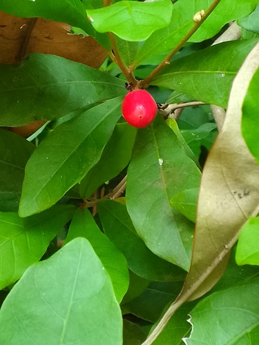 Foto de Miraculina