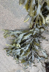 Fucus spiralis