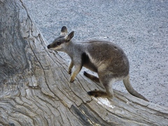 Petrogale lateralis