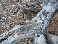 Petrogale lateralis