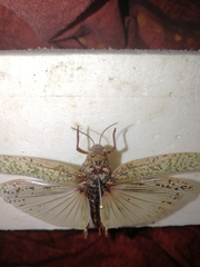 Angaracris barabensis