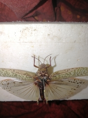 Angaracris barabensis