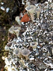 Cladonia asahinae