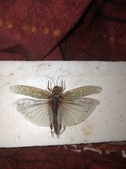 Angaracris barabensis