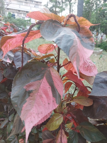 Acalypha wilkesiana