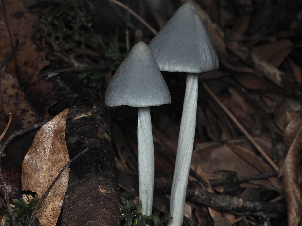 Entoloma canoconicum · April 2025 · photo: © andrew_poad (iNaturalist, cc-by)