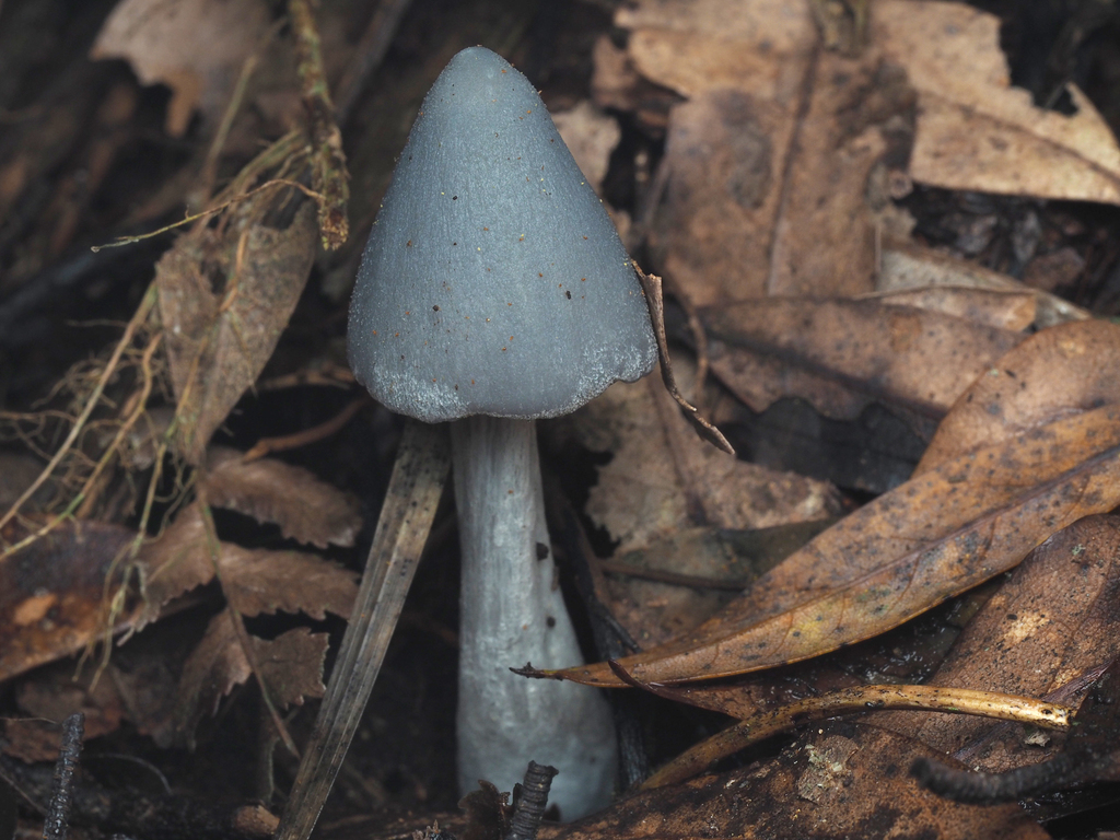 Entoloma canoconicum · April 2025 · photo: © andrew_poad (iNaturalist, cc-by)