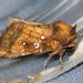 Northern Burdock Borer Moth - Photo (c) hobiecat, some rights reserved (CC BY-NC), uploaded by hobiecat