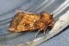 Northern Burdock Borer Moth - Photo (c) hobiecat, some rights reserved (CC BY-NC), uploaded by hobiecat