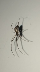 Tetragnatha elongata