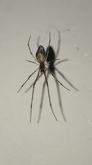 Tetragnatha elongata