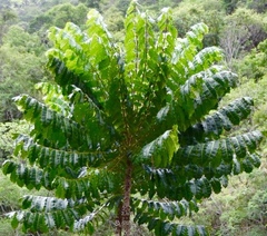 Comocladia platyphylla