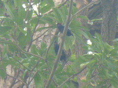 Chiroxiphia linearis