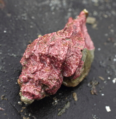 Scabrotrophon stuarti