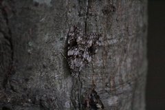 Catocala duplicata
