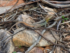 Ctenophorus modestus