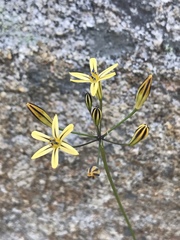 Triteleia dudleyi
