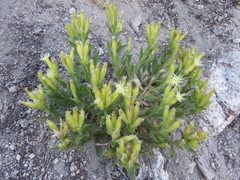 Silene parishii