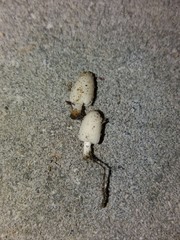 Fungi