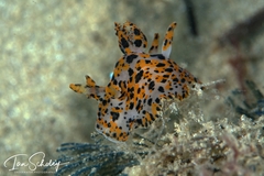 Thecacera pennigera